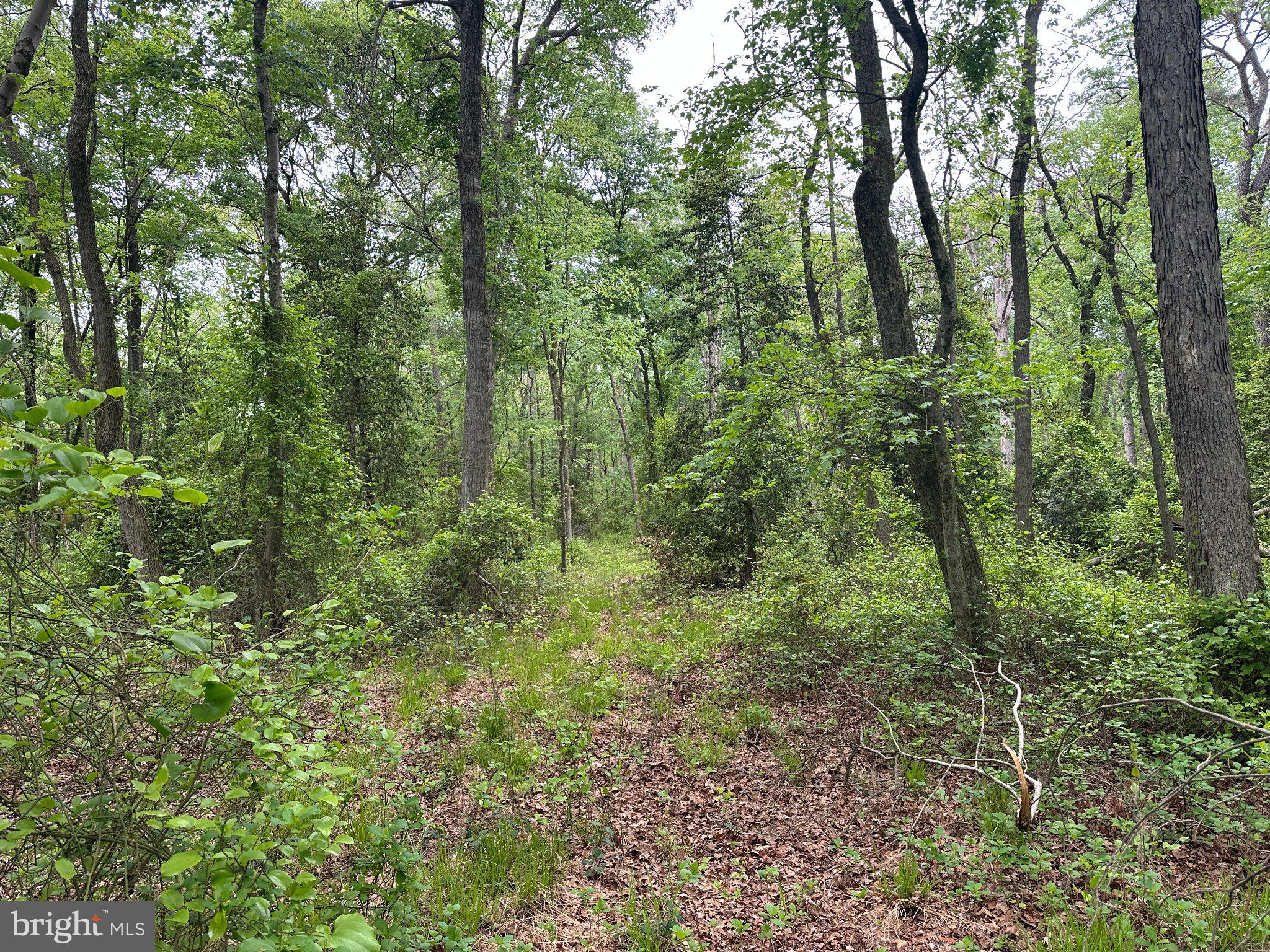 28403 Old Eden Road Eden, MD 21822 - Photo 10 of 46 a view of a lush green forest