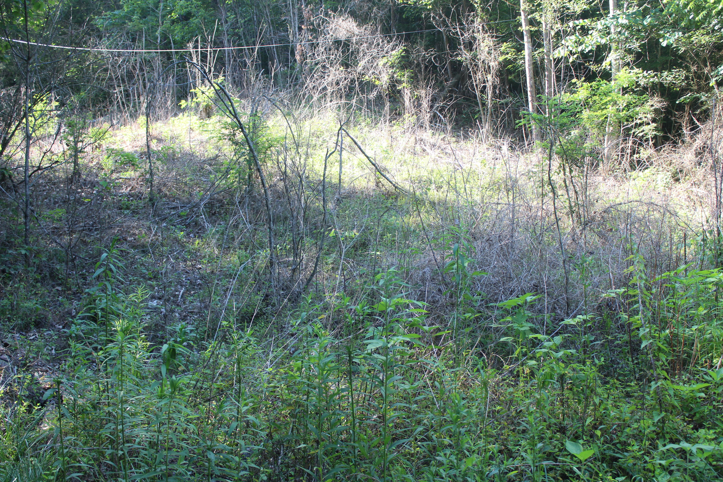 Sherm Mountain Rd Road Sneedville, TN 37869 - Photo 2 of 12 IMG_1853