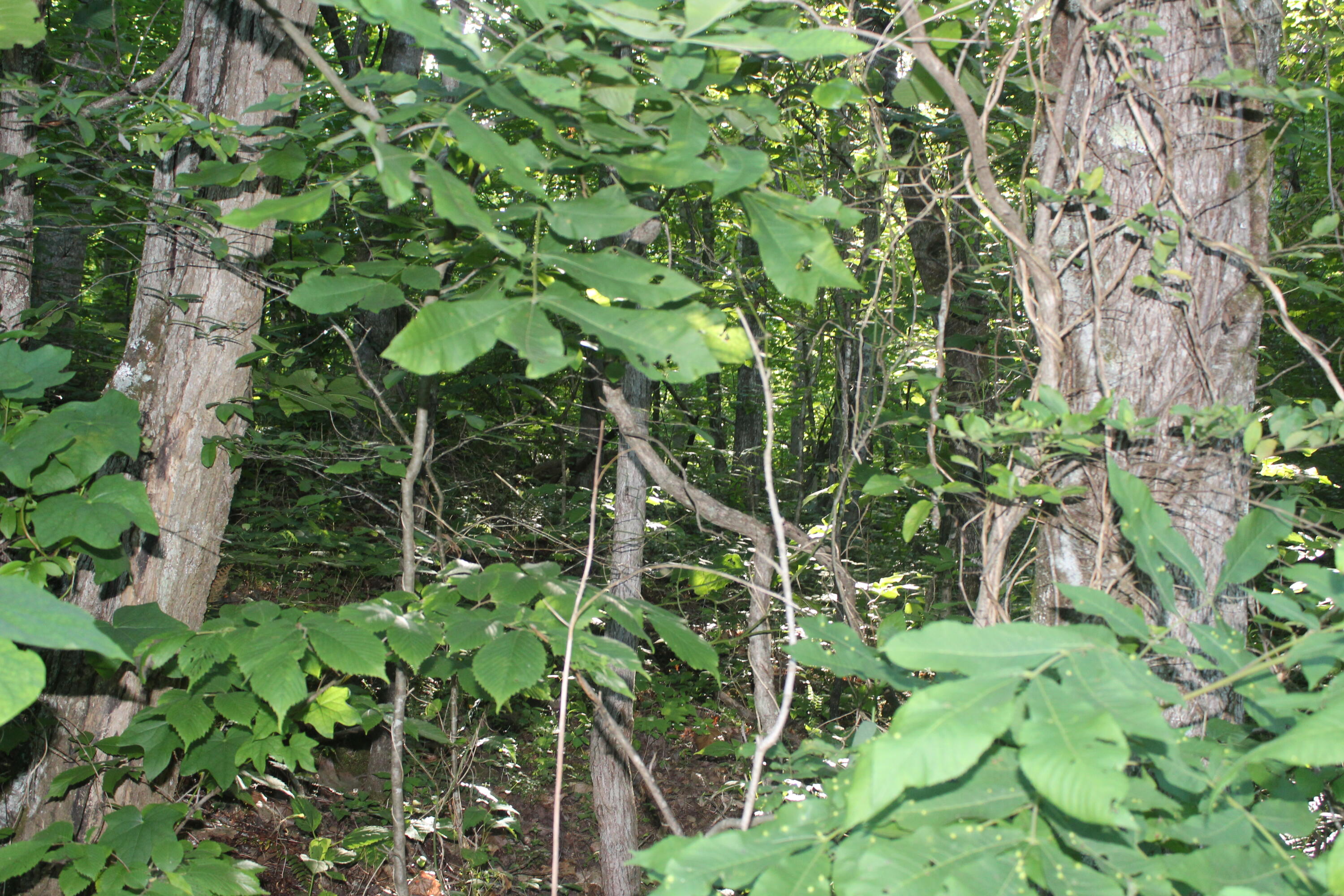 Sherm Mountain Rd Road Sneedville, TN 37869 - Photo 11 of 12 IMG_1847
