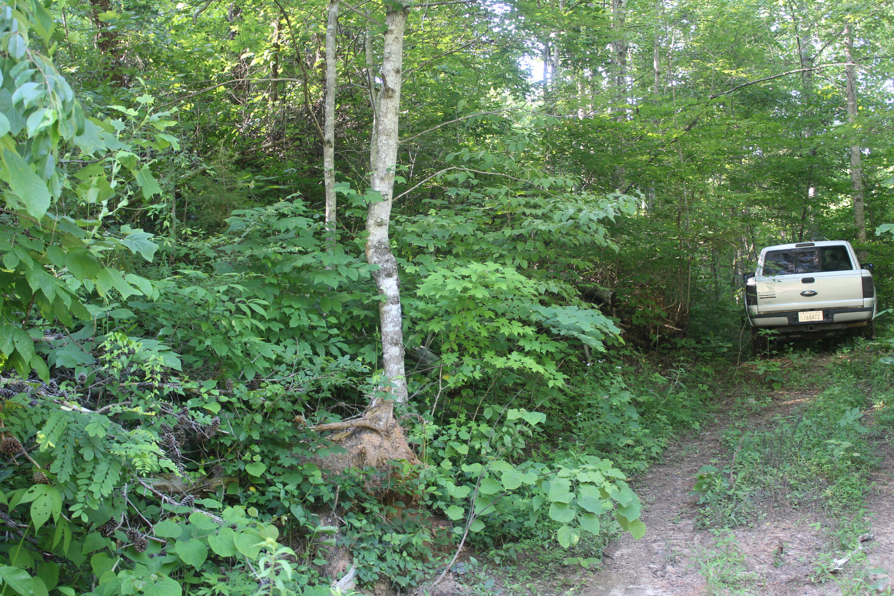 Sherm Mountain Rd Road Sneedville, TN 37869 - Photo 12 of 12 IMG_1849