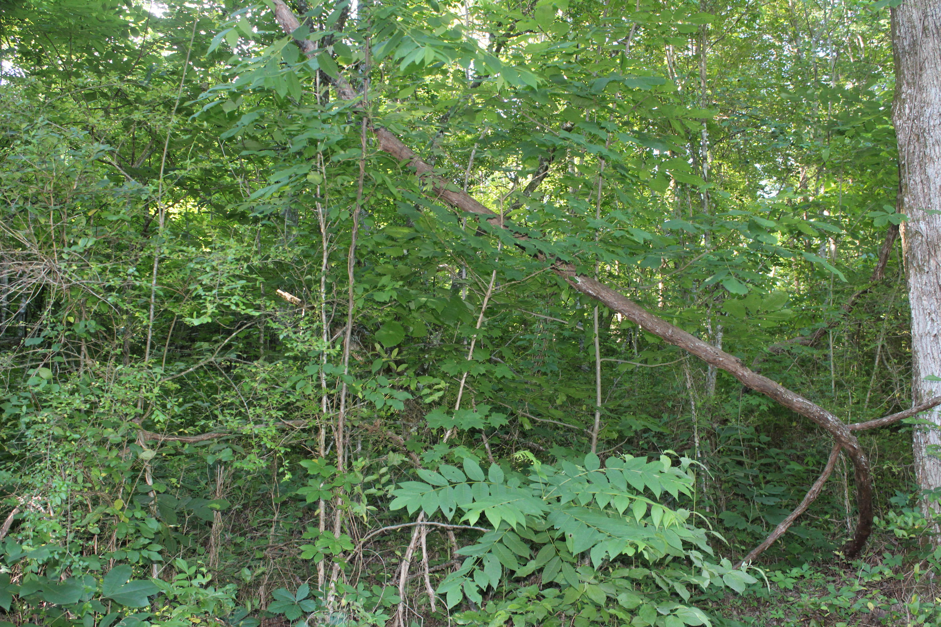 Sherm Mountain Rd Road Sneedville, TN 37869 - Photo 3 of 12 IMG_1852