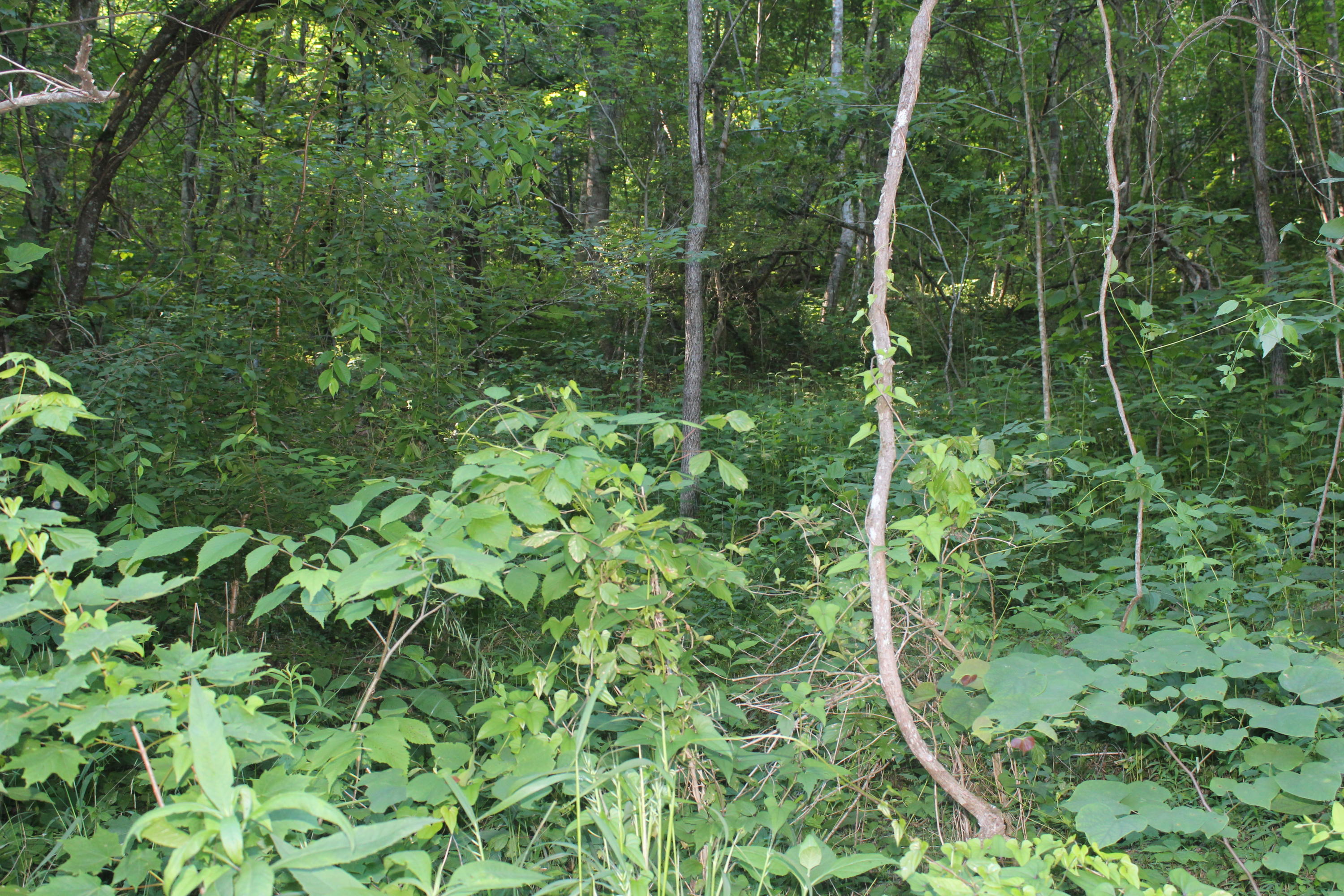 Sherm Mountain Rd Road Sneedville, TN 37869 - Photo 5 of 12 IMG_1850