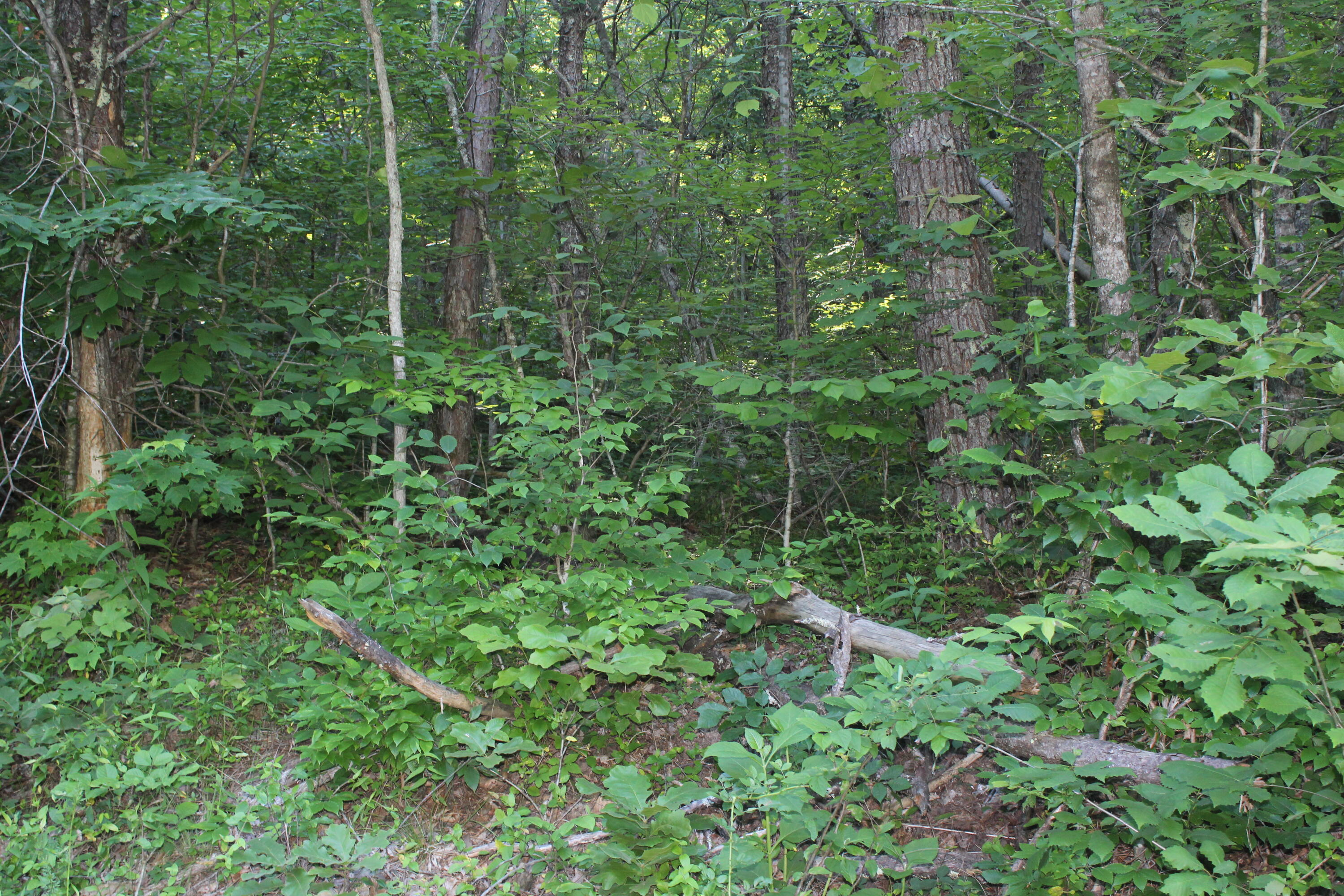 Sherm Mountain Rd Road Sneedville, TN 37869 - Photo 6 of 12 IMG_1842