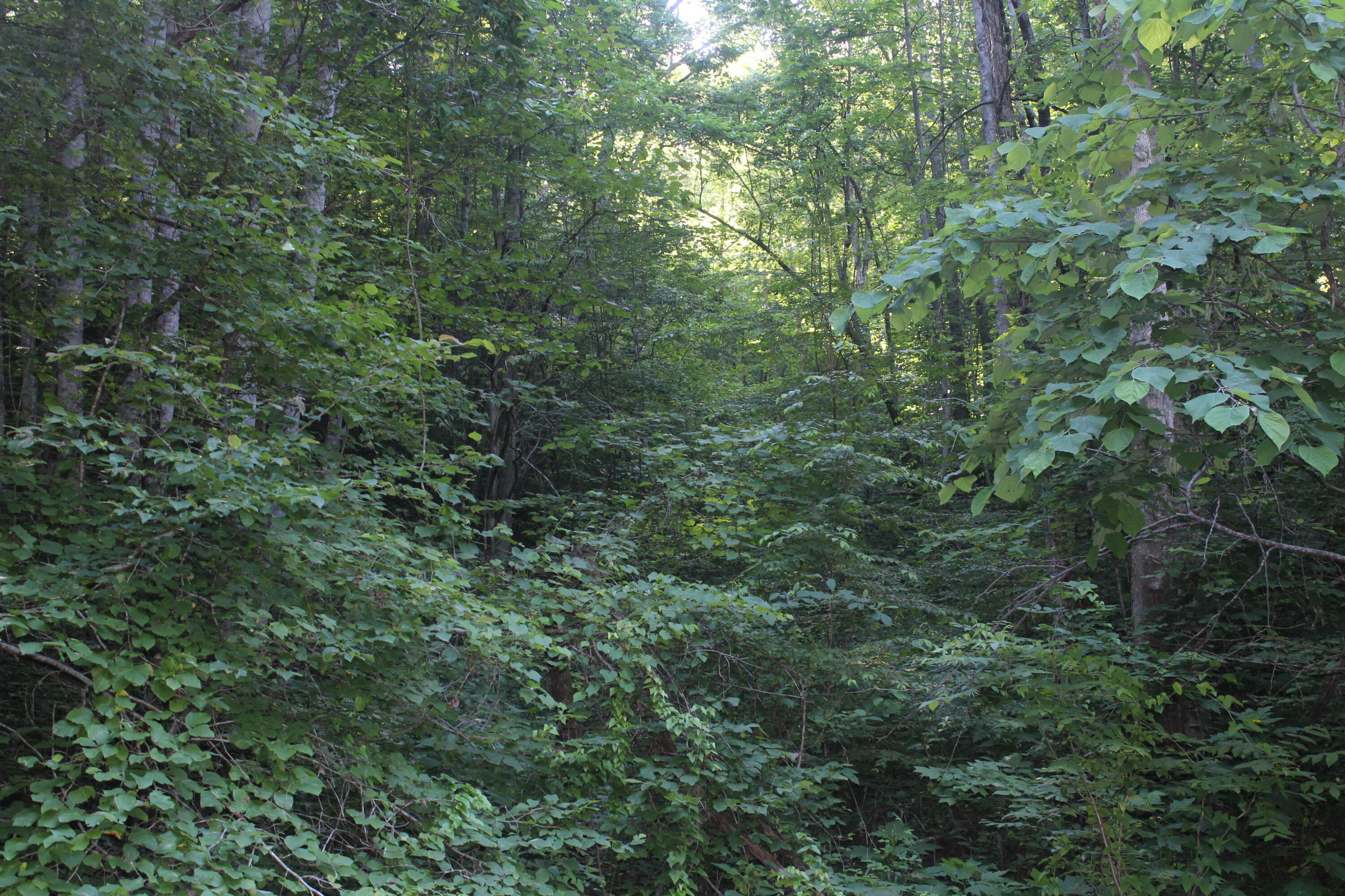 Sherm Mountain Rd Road Sneedville, TN 37869 - Photo 7 of 12 IMG_1843