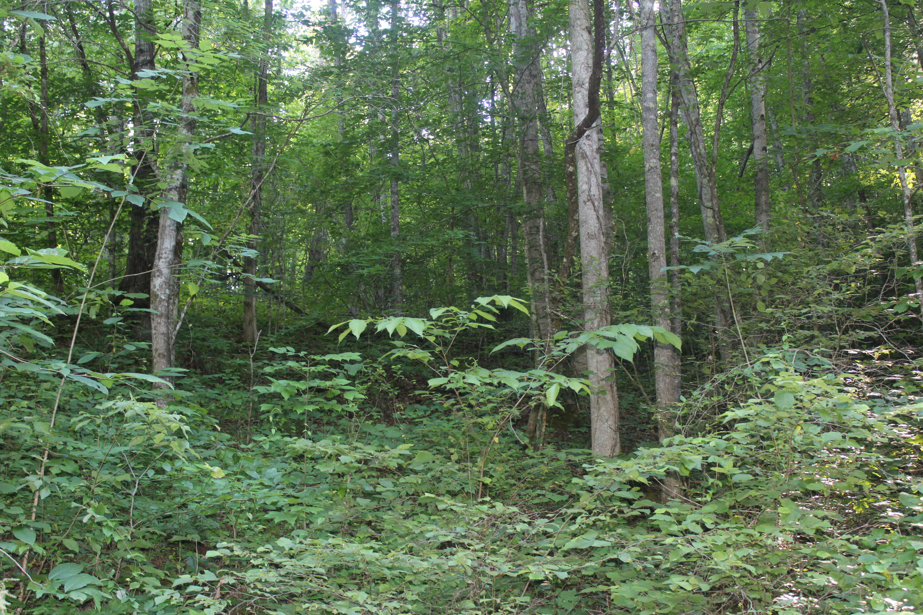 Sherm Mountain Rd Road Sneedville, TN 37869 - Photo 8 of 12 IMG_1844