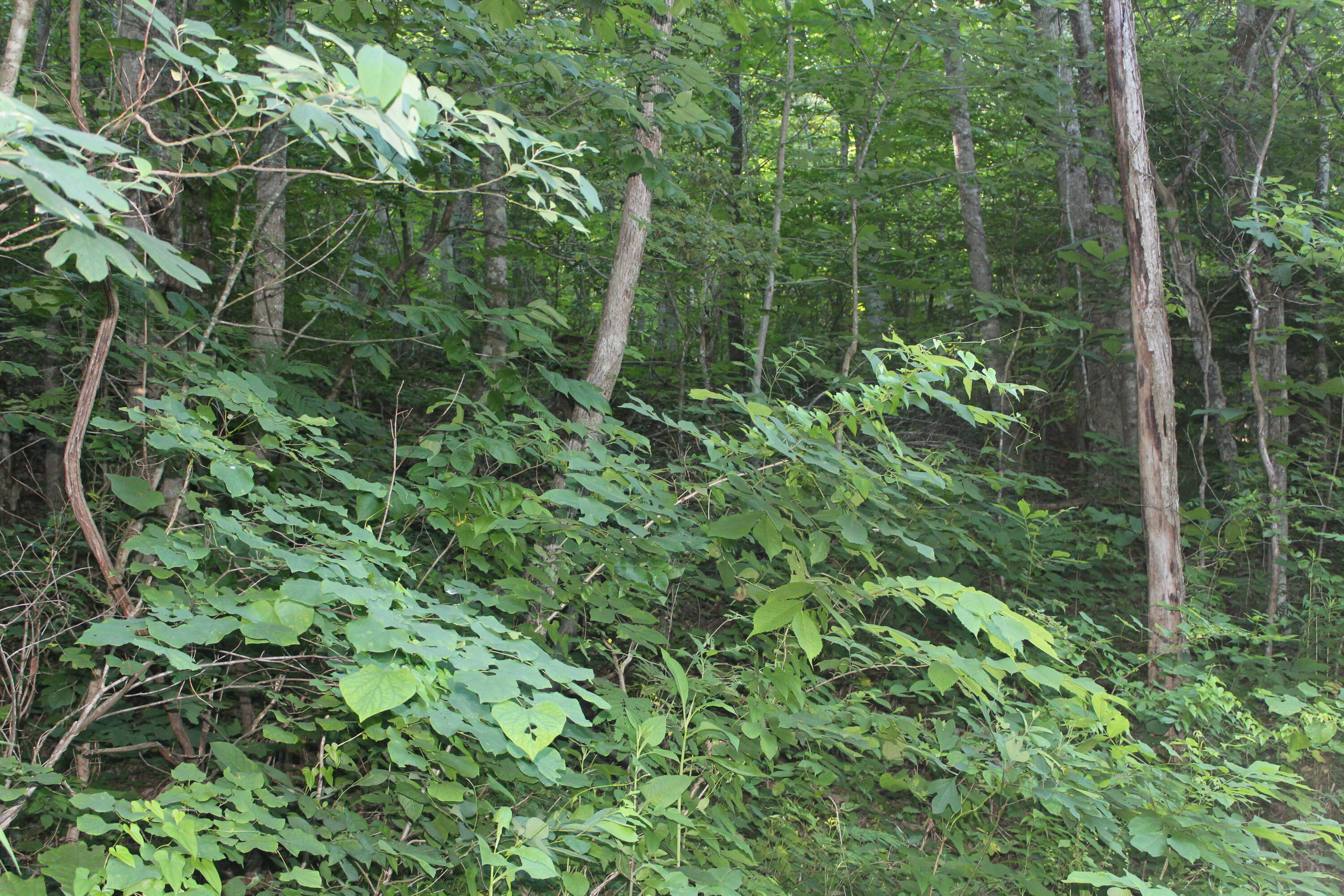 Sherm Mountain Rd Road Sneedville, TN 37869 - Photo 9 of 12 IMG_1845