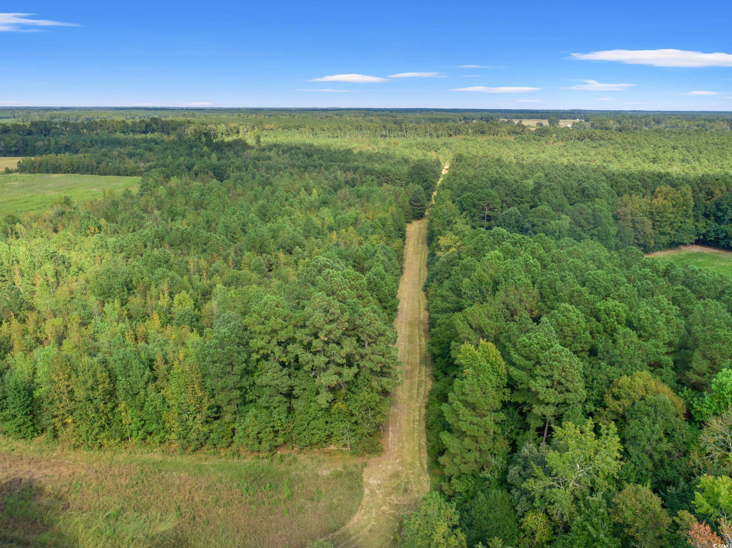 1217 Poplar Creek Road Lake View, SC 29563 - Photo 27 of 38 Aerial view of a forest