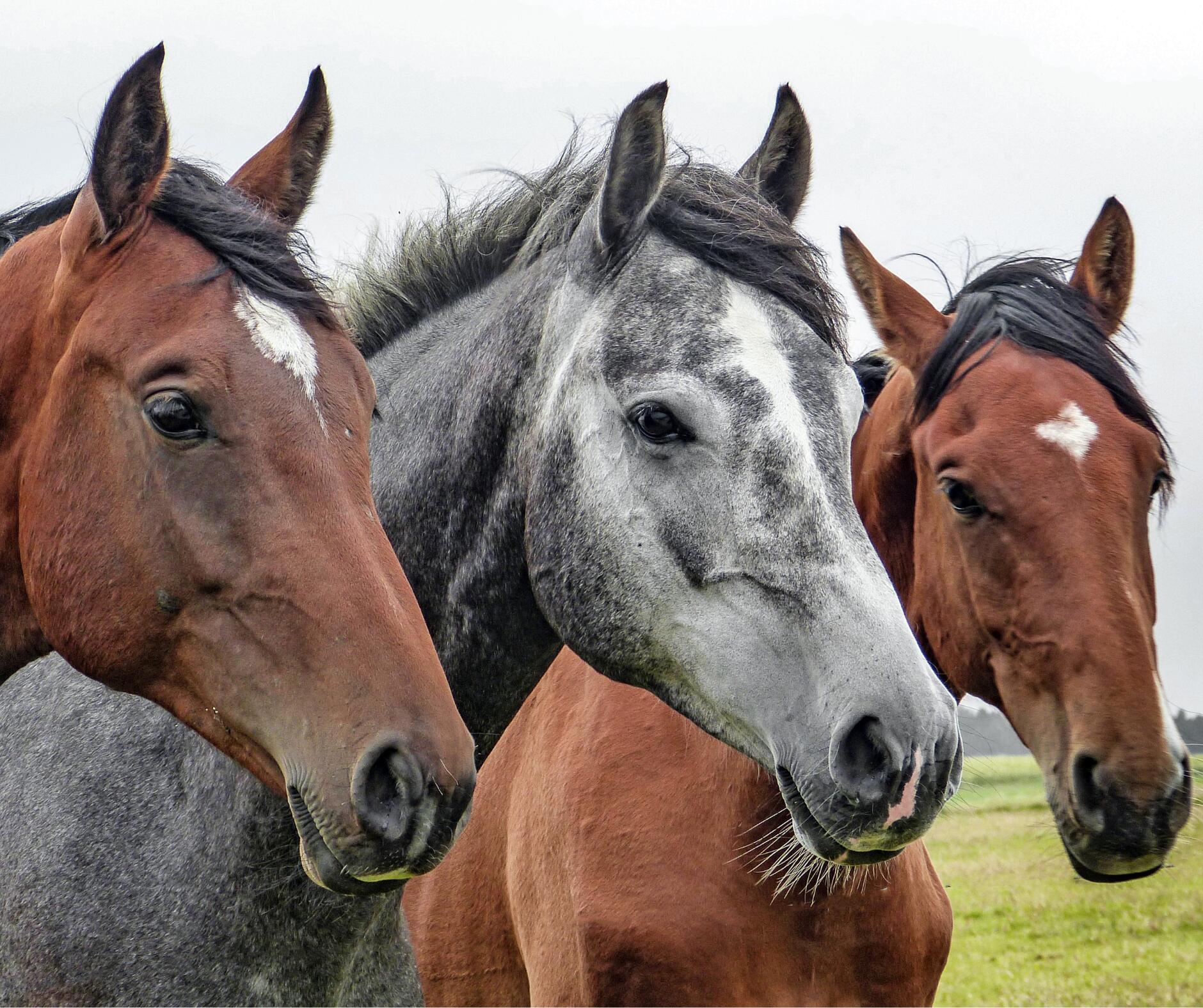 1375 North Ffa Road Fort Pierce, FL 34945 - Photo 4 of 14 Horse