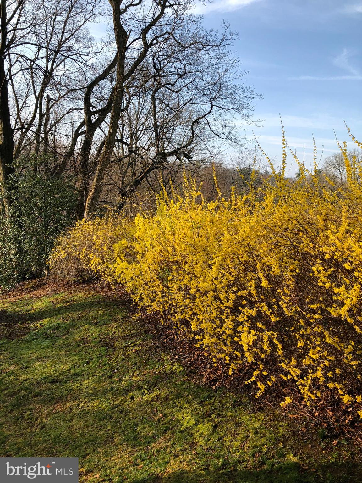 143 Ridgefield Road Newtown Square, PA 19073 - Photo 39 of 42 Forsythia hedge on side of house