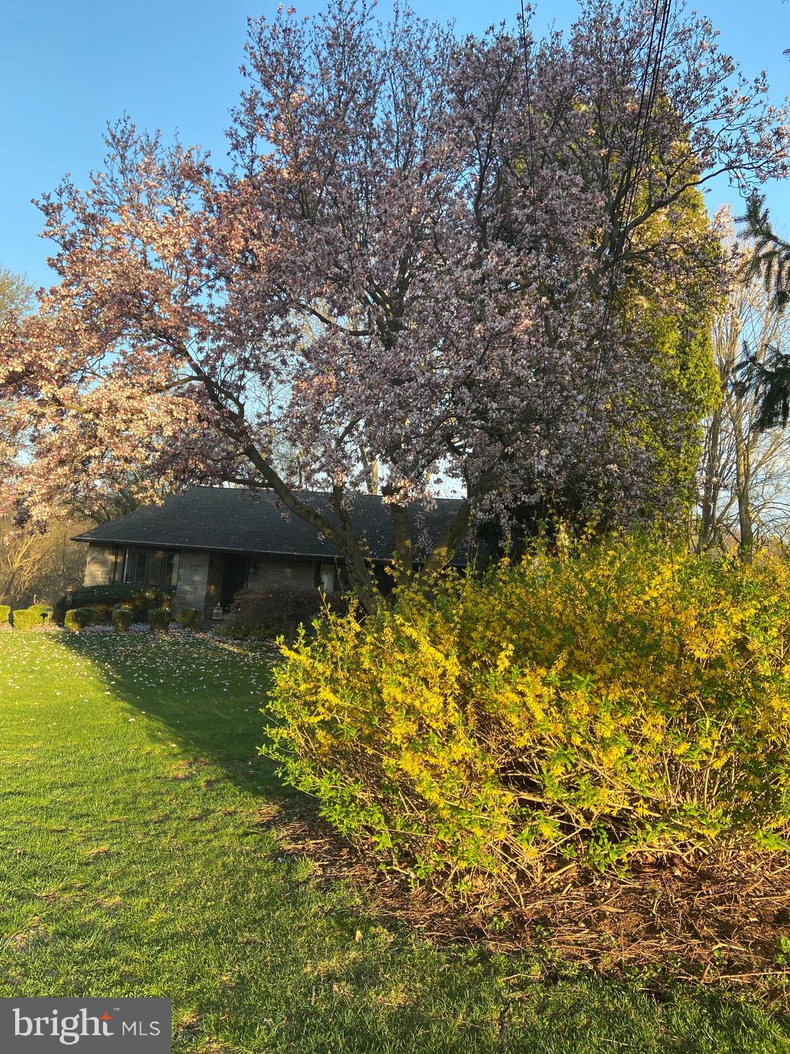 143 Ridgefield Road Newtown Square, PA 19073 - Photo 40 of 42 Japanese Magnolia in front