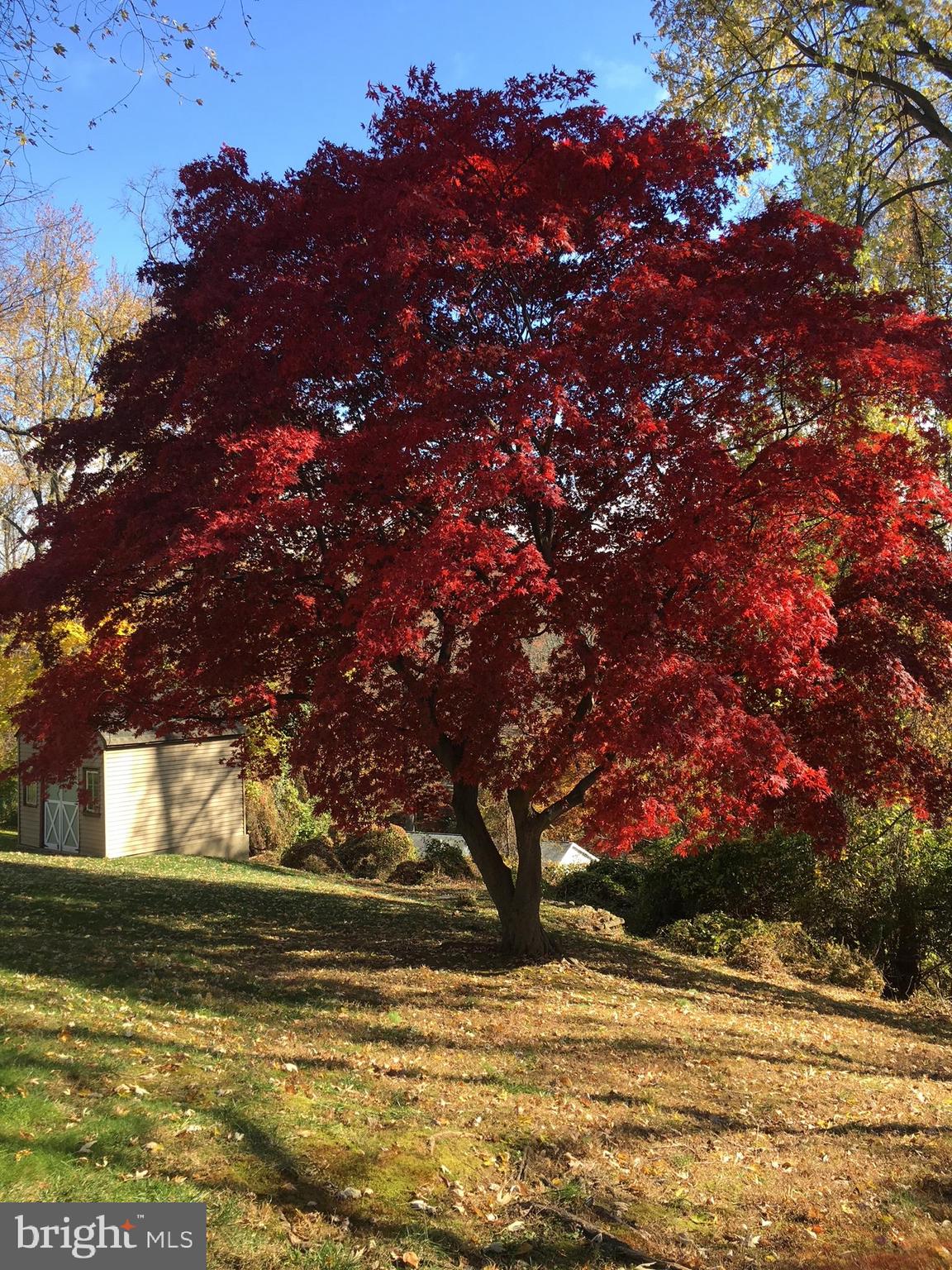 143 Ridgefield Road Newtown Square, PA 19073 - Photo 41 of 42 Japanese maple in front