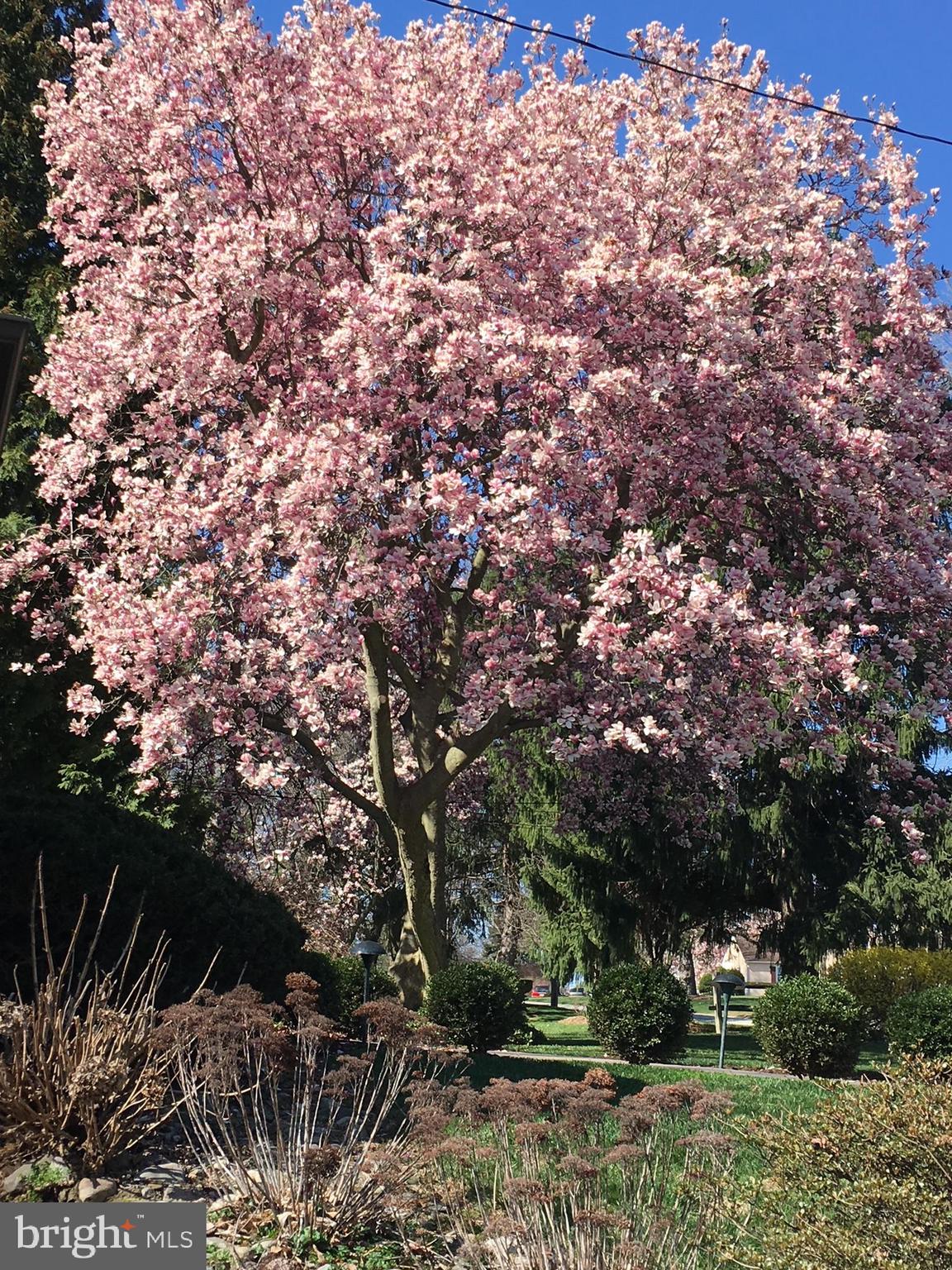 143 Ridgefield Road Newtown Square, PA 19073 - Photo 42 of 42 Dogwood in front