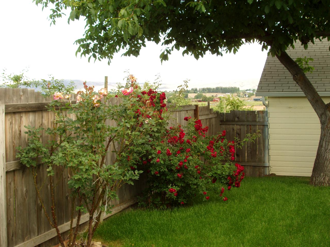 14840 Summitview Ext Road Yakima, WA 98908 - Photo 4 of 19 a view of a backyard