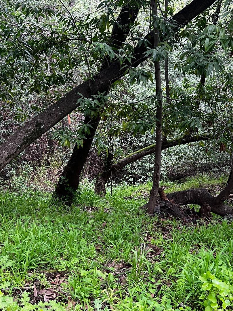 758 Loma Redwood City, CA 94062 - Photo 11 of 16 a view of a garden