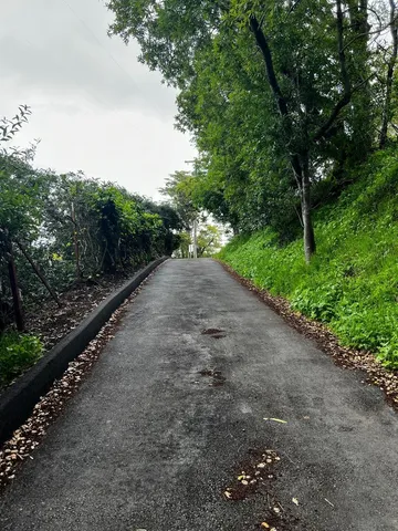 a plant that is in the garden