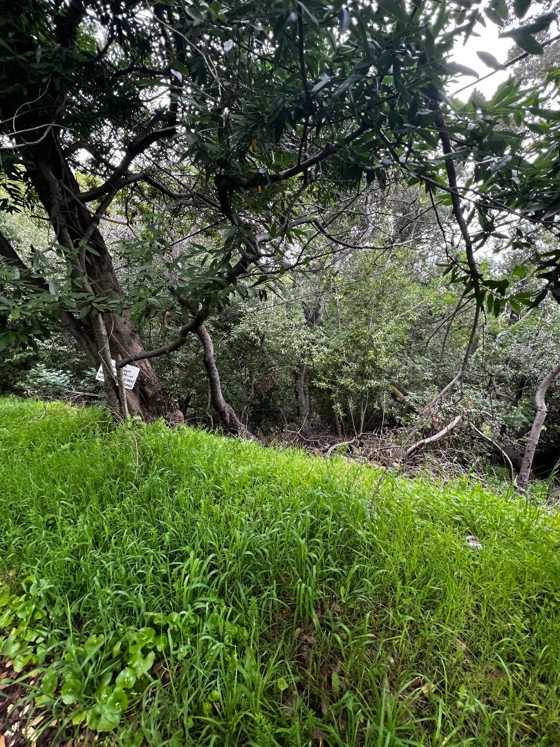 758 Loma Redwood City, CA 94062 - Photo 13 of 16 a green field with lots of bushes