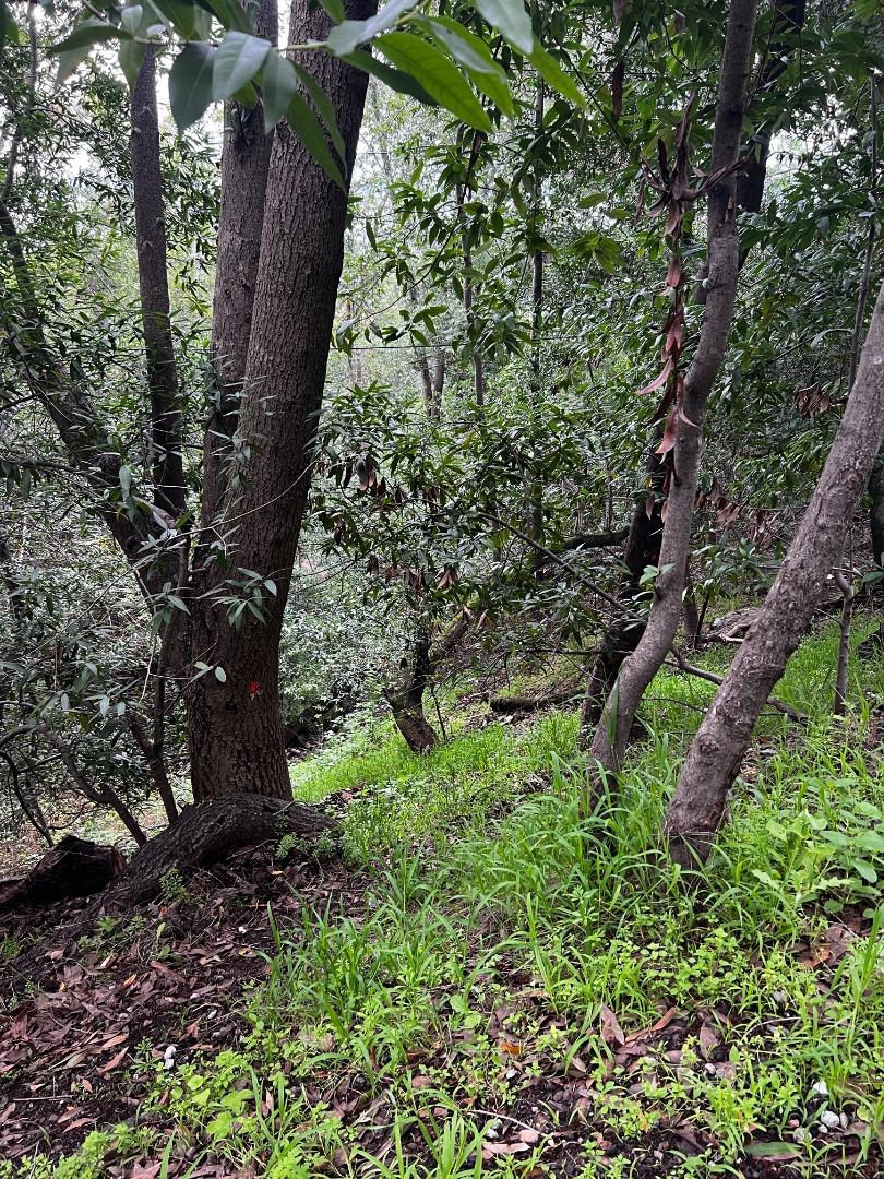 758 Loma Redwood City, CA 94062 - Photo 14 of 16 a plant that is in the garden