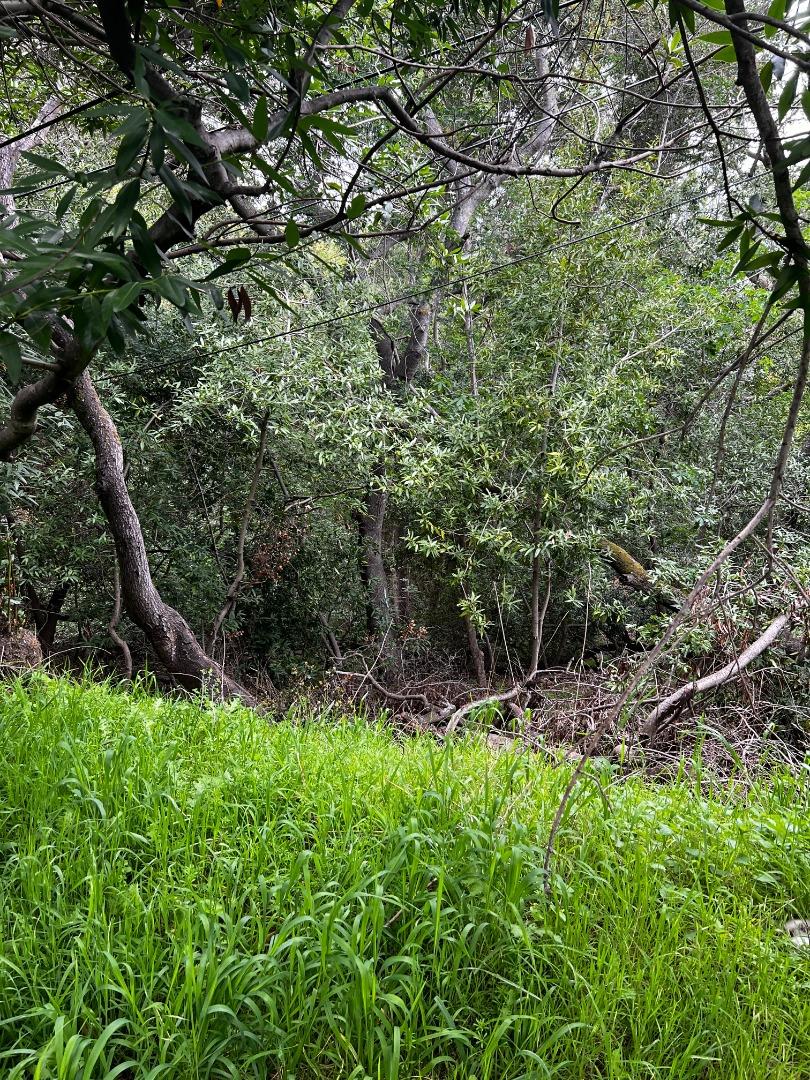 758 Loma Redwood City, CA 94062 - Photo 9 of 16 a view of trees and bushes