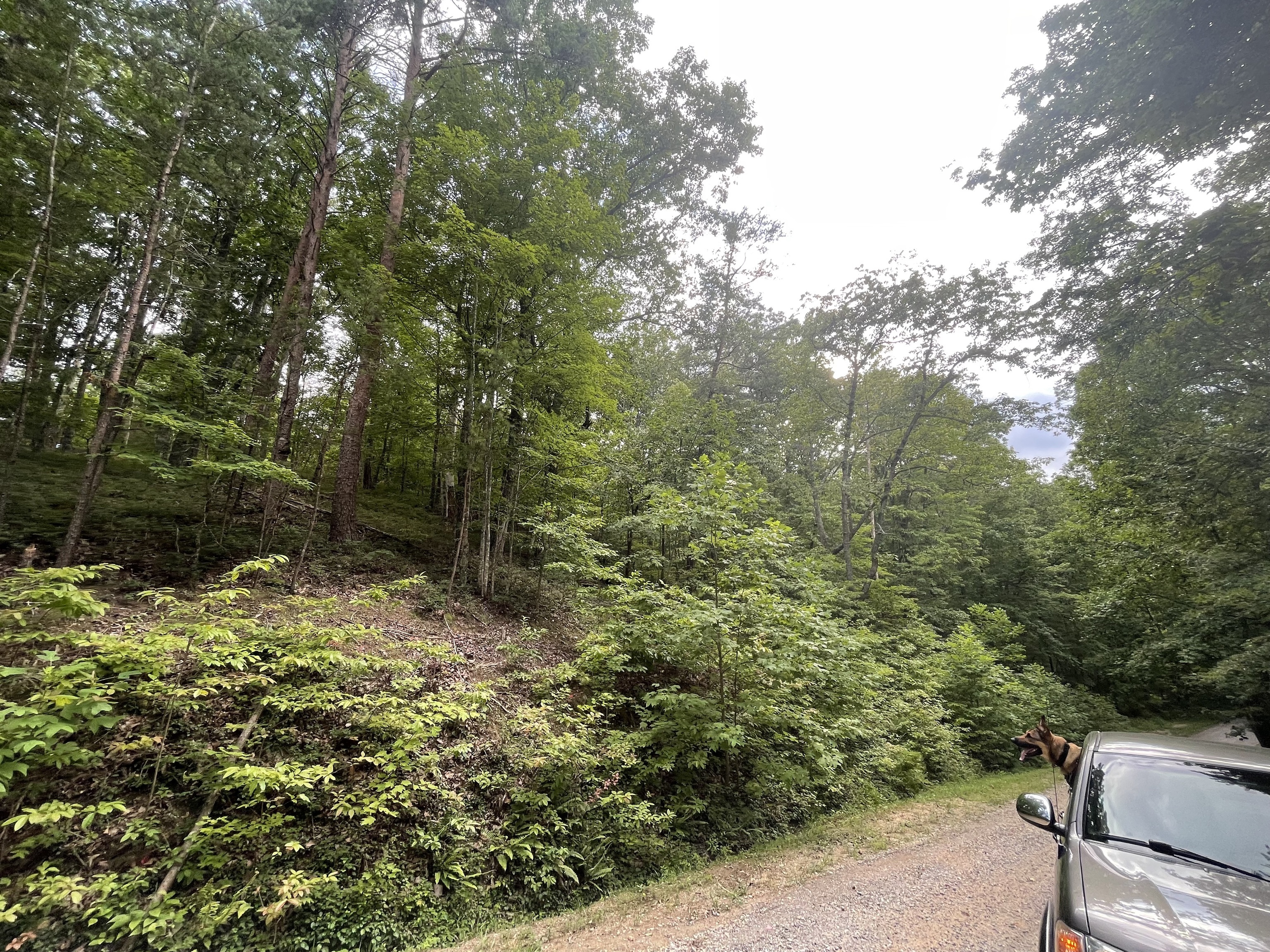 1094 Mayfield Lane Northeast Ranger, GA 30734 - Photo 3 of 32 a view of a yard with plants and large trees