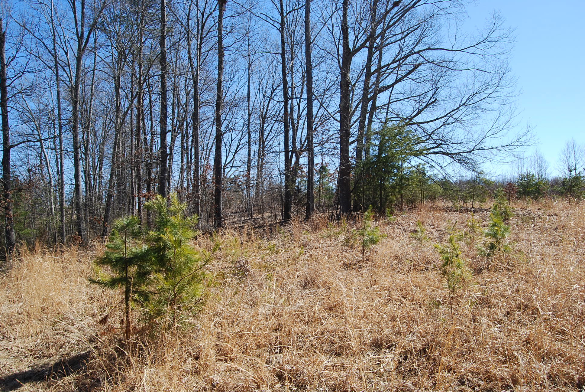 Lot 12 Bellevue Road Forest, VA 24551 - Photo 14 of 27 DSC_0220
