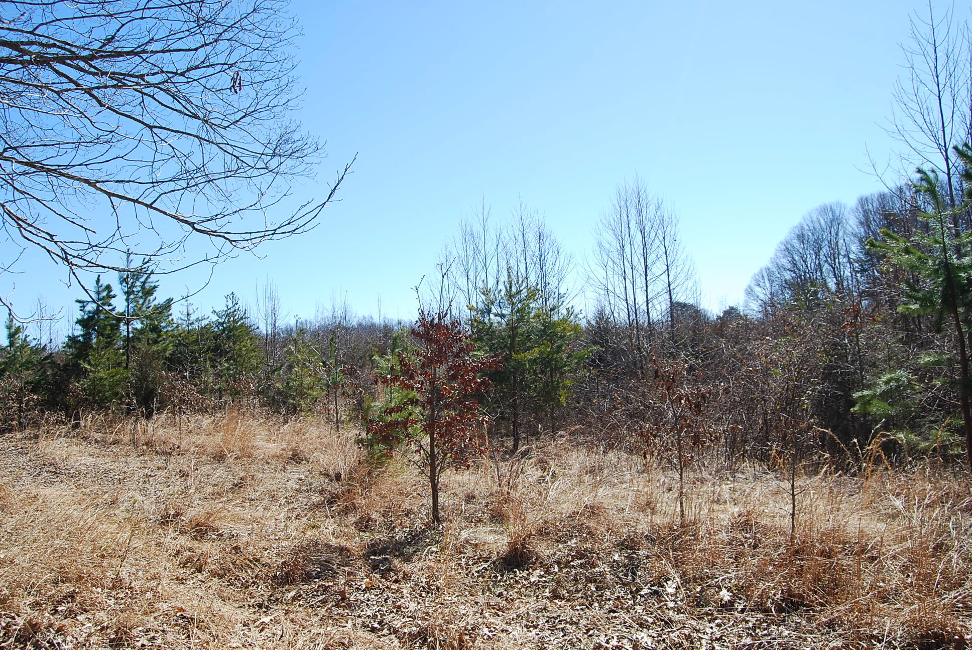 Lot 12 Bellevue Road Forest, VA 24551 - Photo 16 of 27 DSC_0222