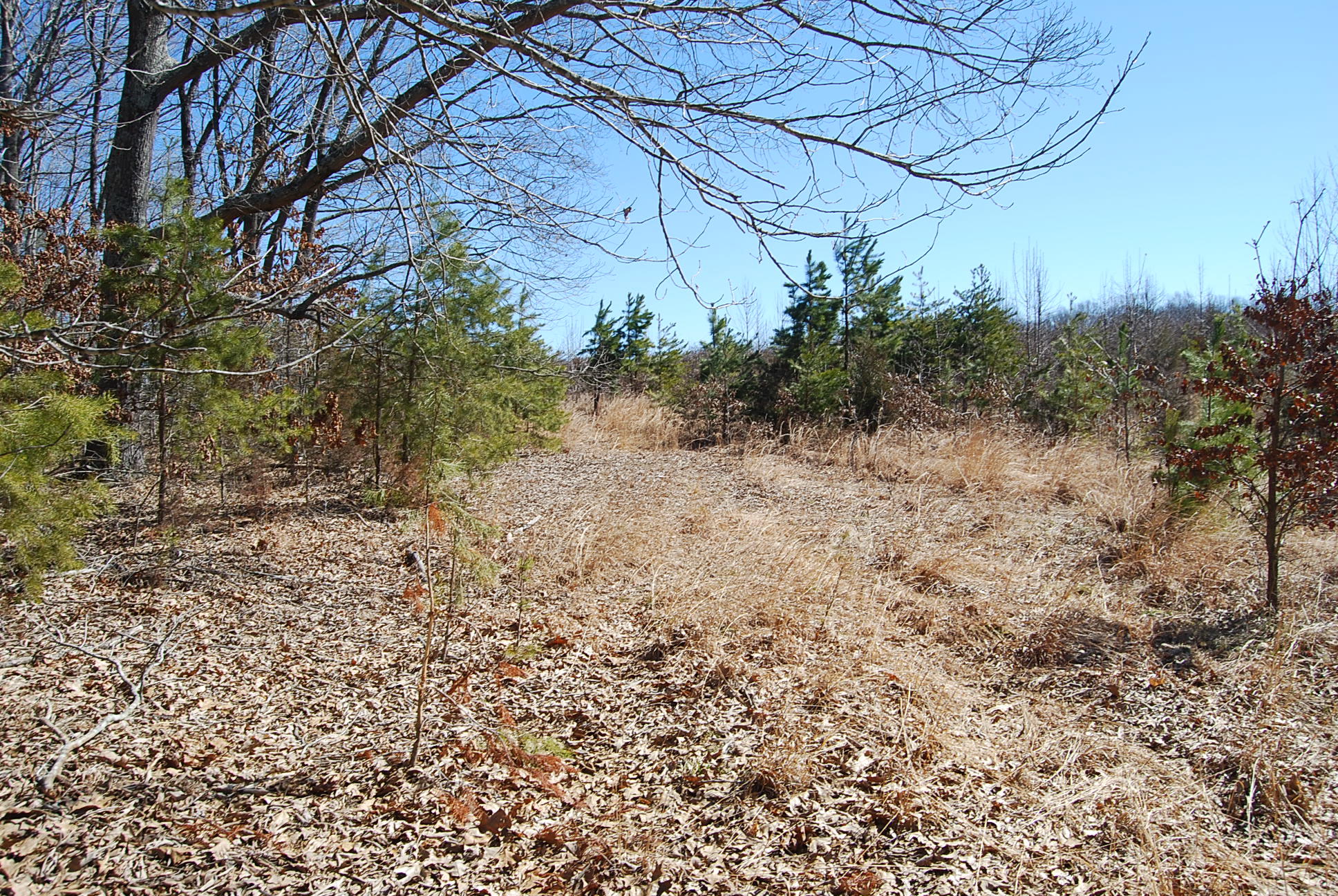 Lot 12 Bellevue Road Forest, VA 24551 - Photo 21 of 27 DSC_0223