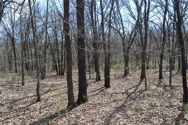 a view of a forest filled with trees