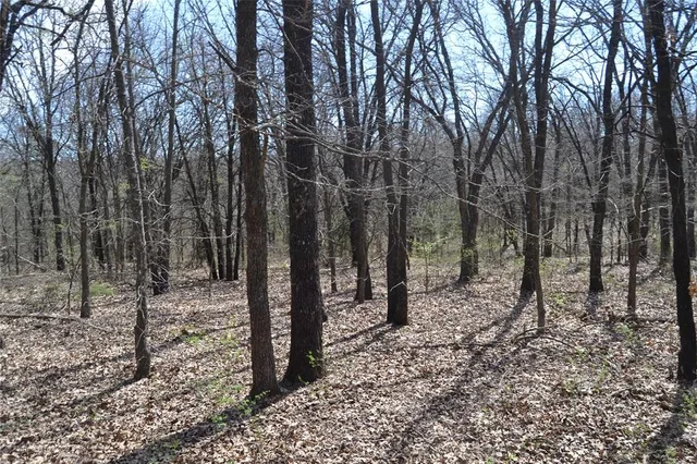 a view of a forest filled with trees