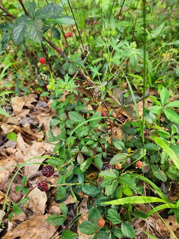 $169,000 | Solomon Dairy Road, Quincy, FL 32352