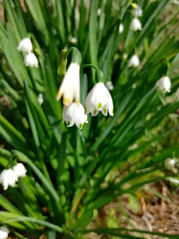 $169,000 | Solomon Dairy Road, Quincy, FL 32352