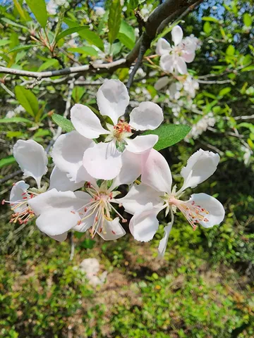 $169,000 | Solomon Dairy Road, Quincy, FL 32352