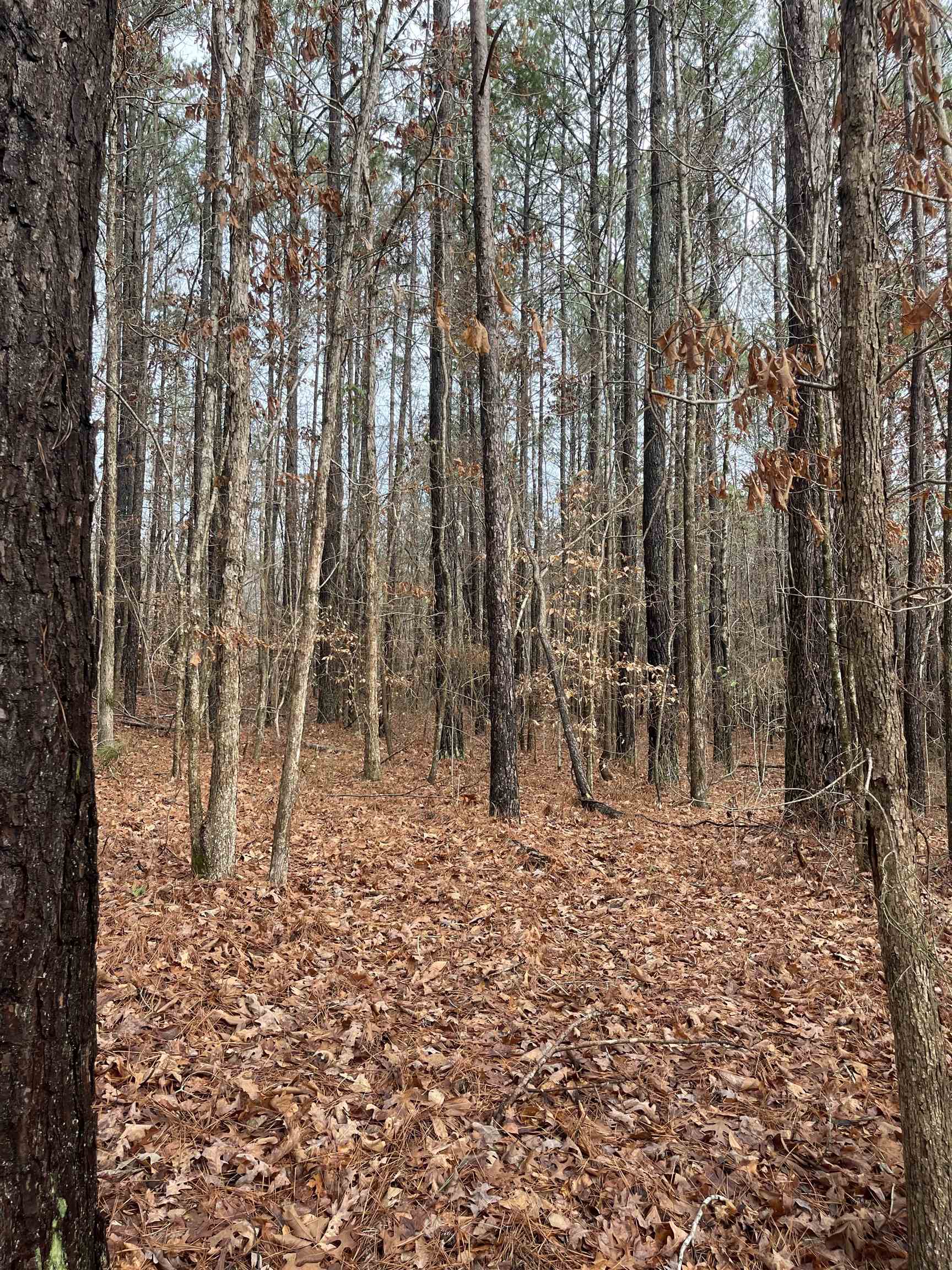0 Cr 324 Road West Iuka, MS 38852 - Photo 8 of 10 View of woods