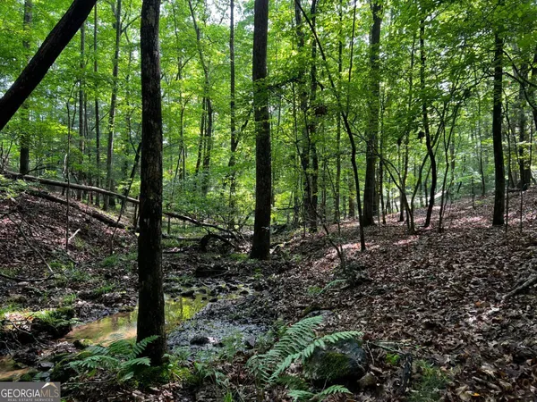 a view of a forest with trees