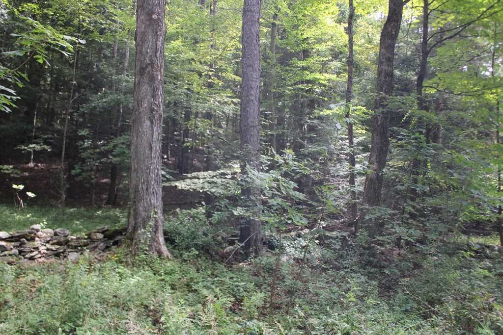 0 North County Road Leyden, MA 01337 - Photo 2 of 8 a view of a forest with trees