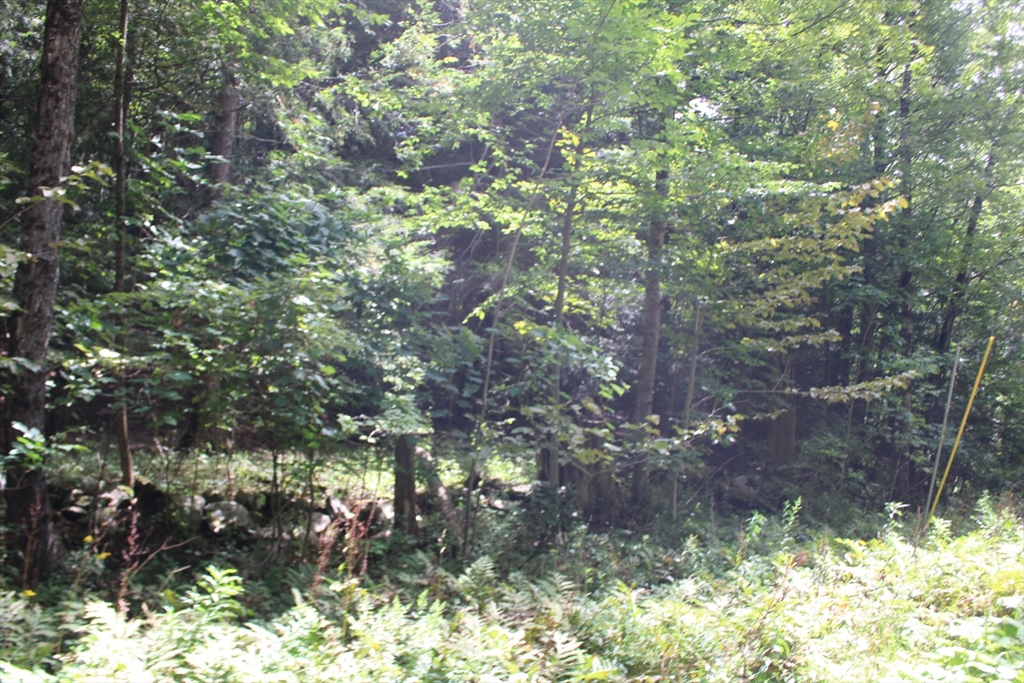 0 North County Road Leyden, MA 01337 - Photo 4 of 8 a view of a tree in a yard