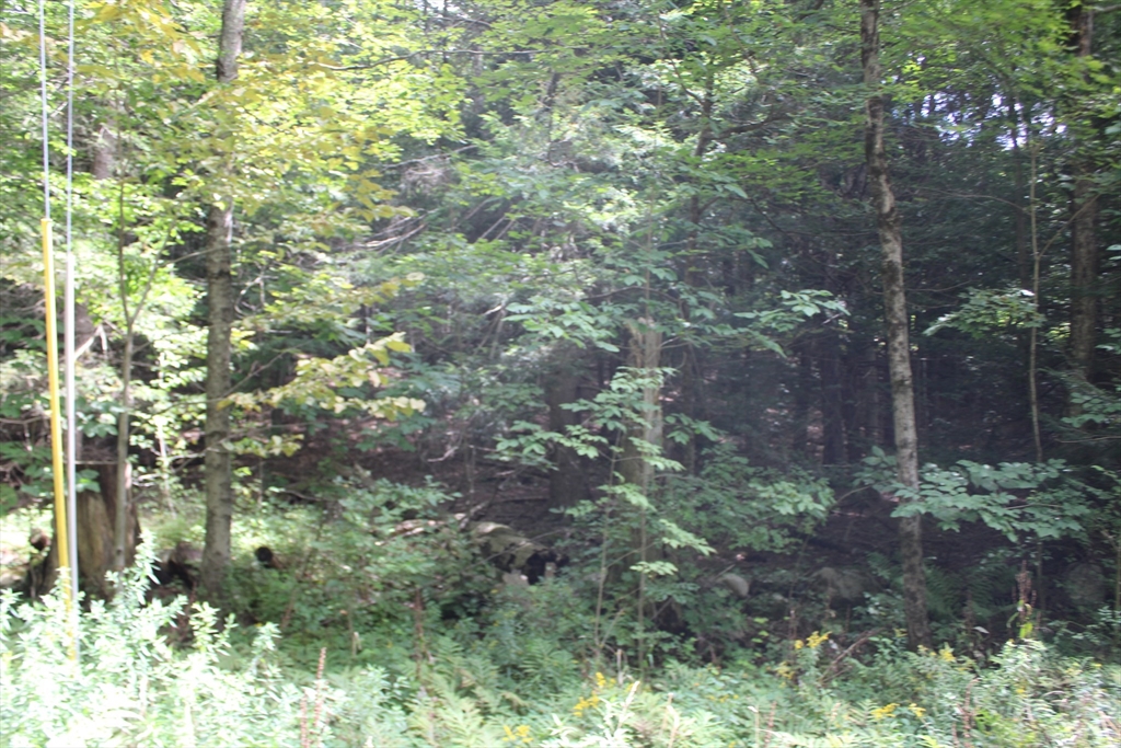 0 North County Road Leyden, MA 01337 - Photo 5 of 8 a view of a forest with lots of trees