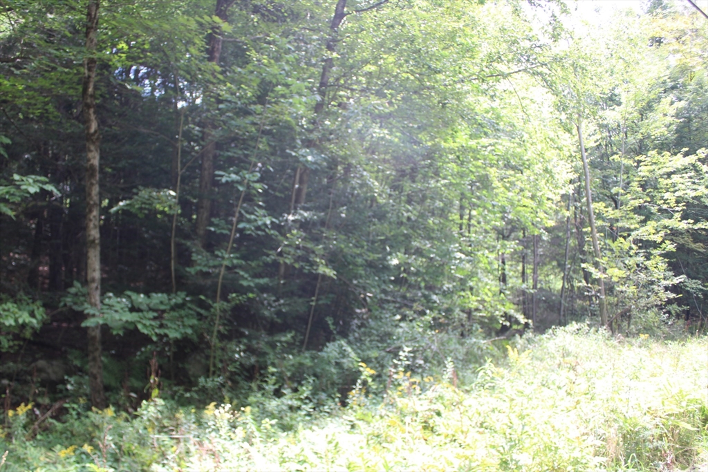 0 North County Road Leyden, MA 01337 - Photo 6 of 8 a backyard of a house