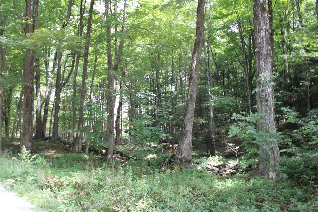 0 North County Road Leyden, MA 01337 - Photo 8 of 8 a view of forest