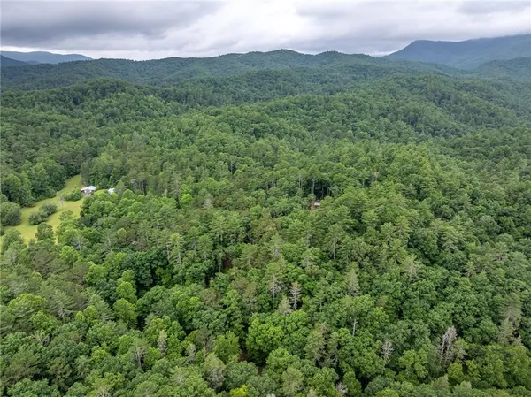 a view of a lush green forest with lush green forest