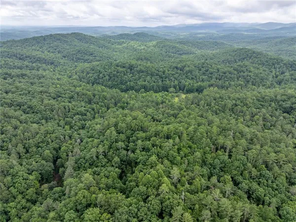 a view of a lush green forest