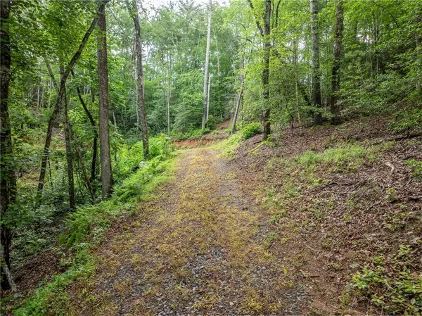 a view of a forest with trees