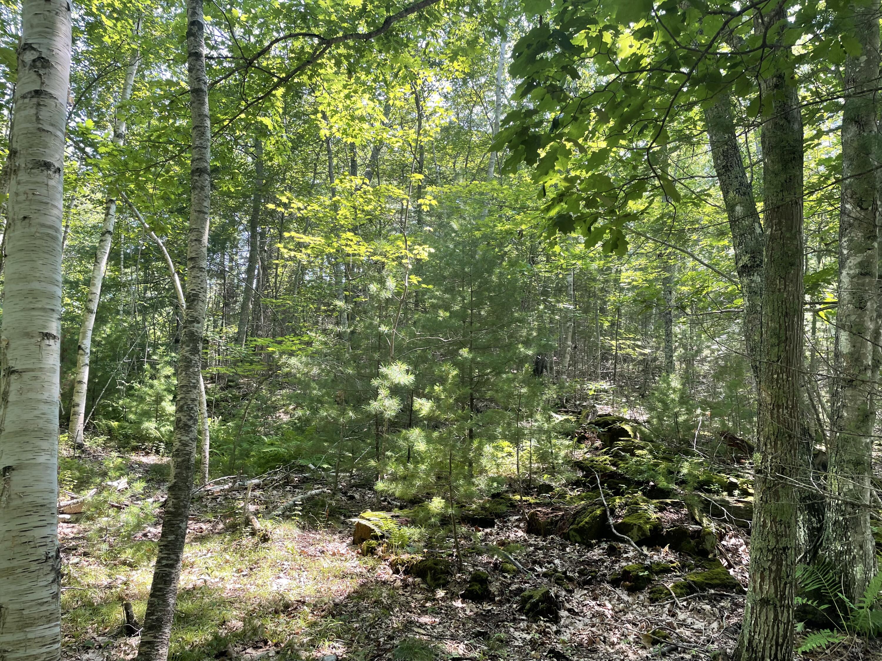 Tbd Tbd Arrowhead Bath, ME 04530 - Photo 5 of 12 IMG_0825