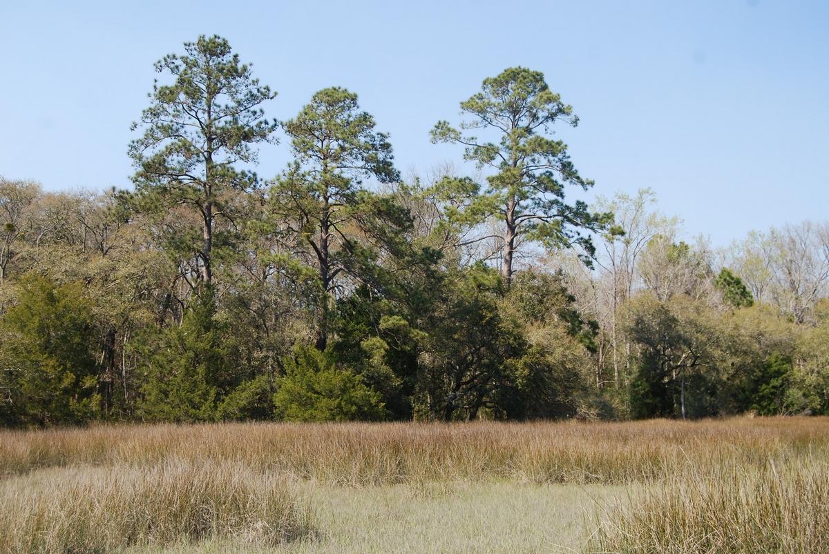 A Bears Bluff Road Wadmalaw Island, SC 29487 - Photo 2 of 12 thumb_DSC_0075