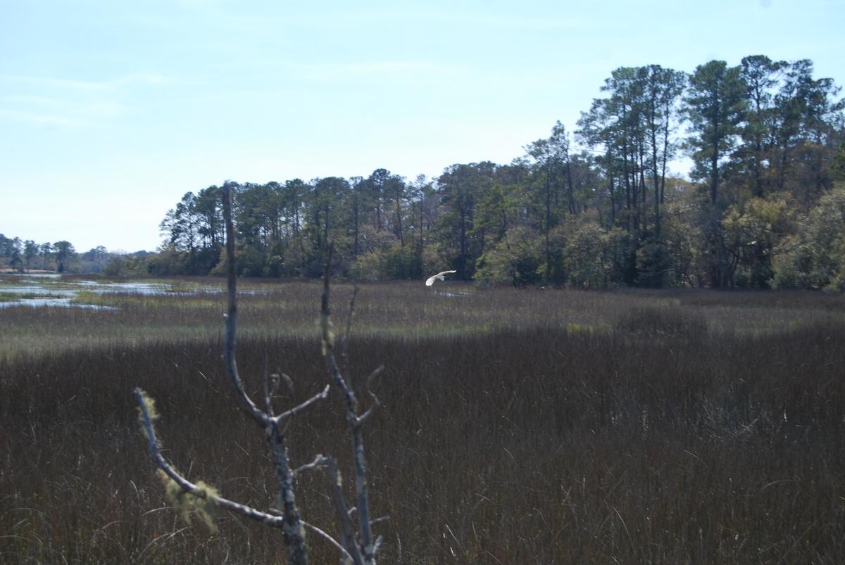 A Bears Bluff Road Wadmalaw Island, SC 29487 - Photo 4 of 12 thumb_DSC_0068