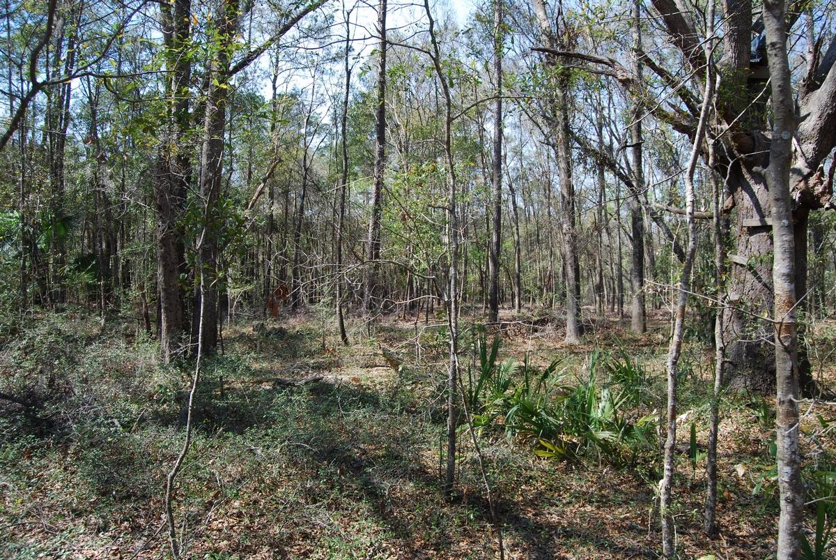 A Bears Bluff Road Wadmalaw Island, SC 29487 - Photo 5 of 12 thumb_DSC_0011