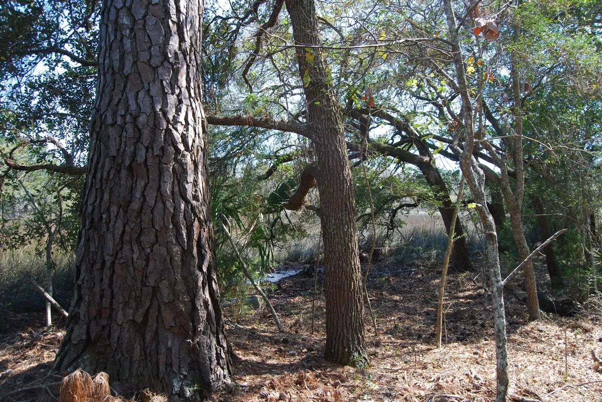 A Bears Bluff Road Wadmalaw Island, SC 29487 - Photo 7 of 12 thumb_DSC_0018