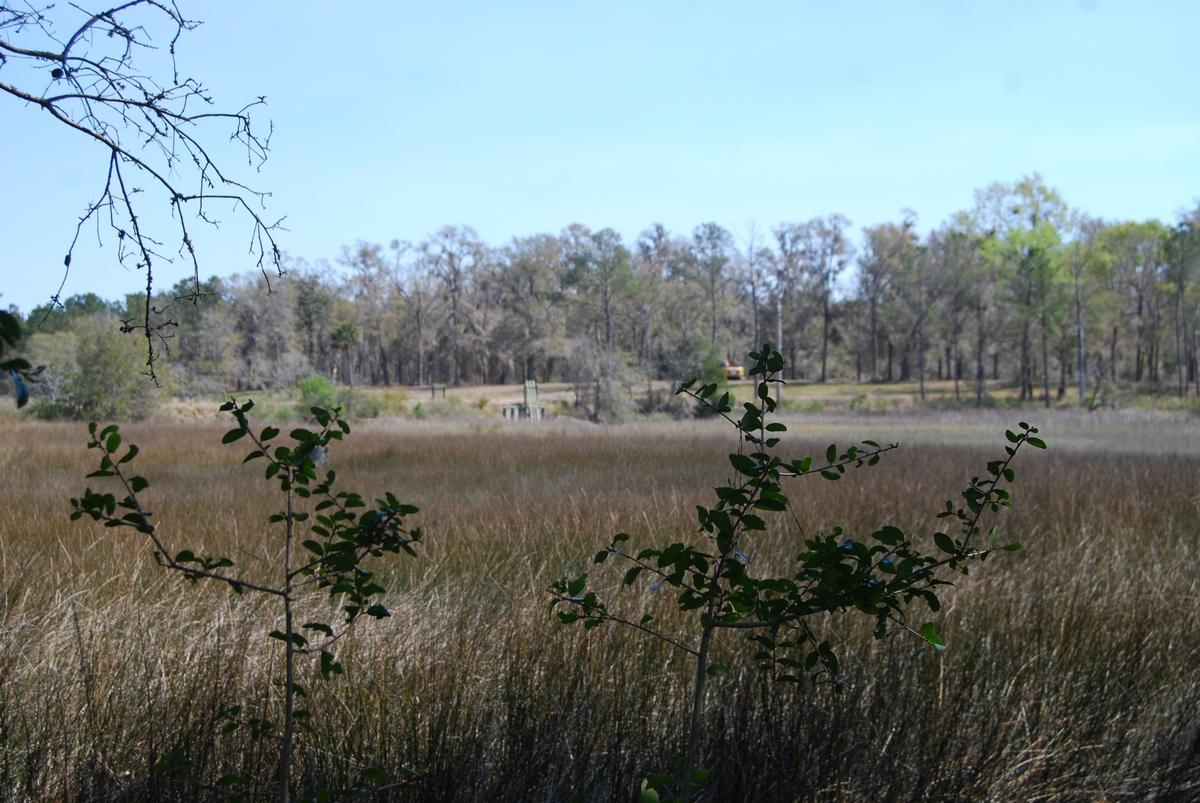 A Bears Bluff Road Wadmalaw Island, SC 29487 - Photo 8 of 12 thumb_DSC_0020