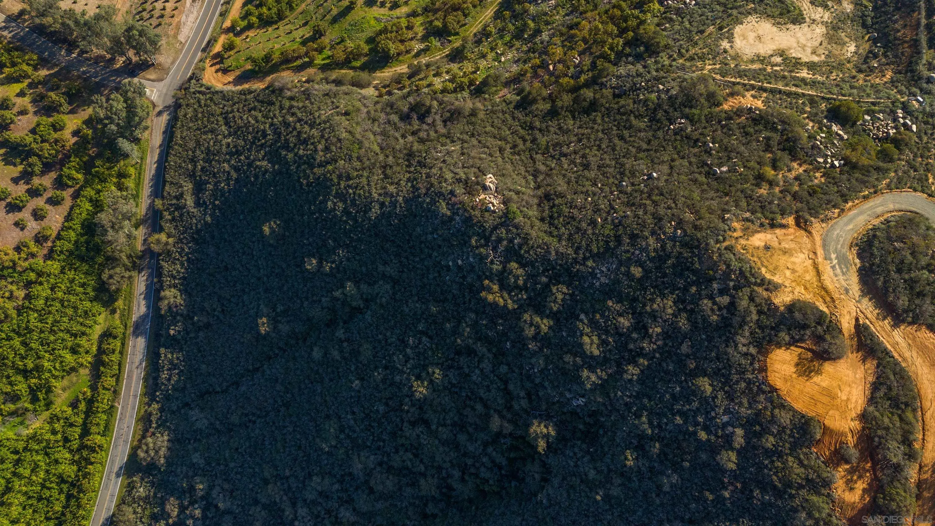 a close up of a tree