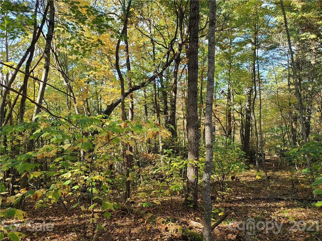 2 A Rabbit Skin Road, Unit TRACT 2A Waynesville, NC 28785 - Photo 15 of 35 Gallery Image 15
