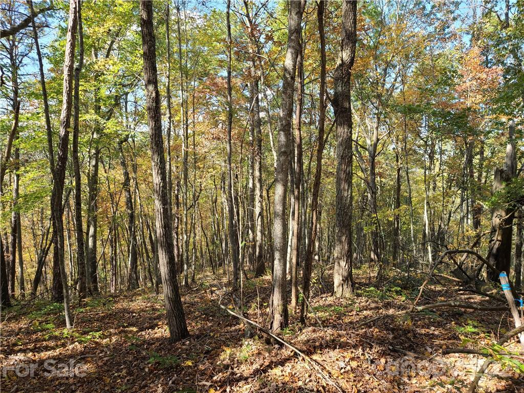 2 A Rabbit Skin Road, Unit TRACT 2A Waynesville, NC 28785 - Photo 10 of 35 Gallery Image 10
